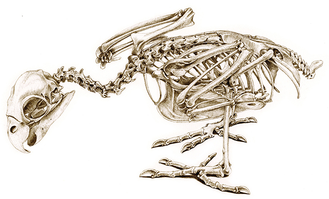 世界中の鳥を、標本を元に描く。ただしそのために1羽の鳥も傷つけない