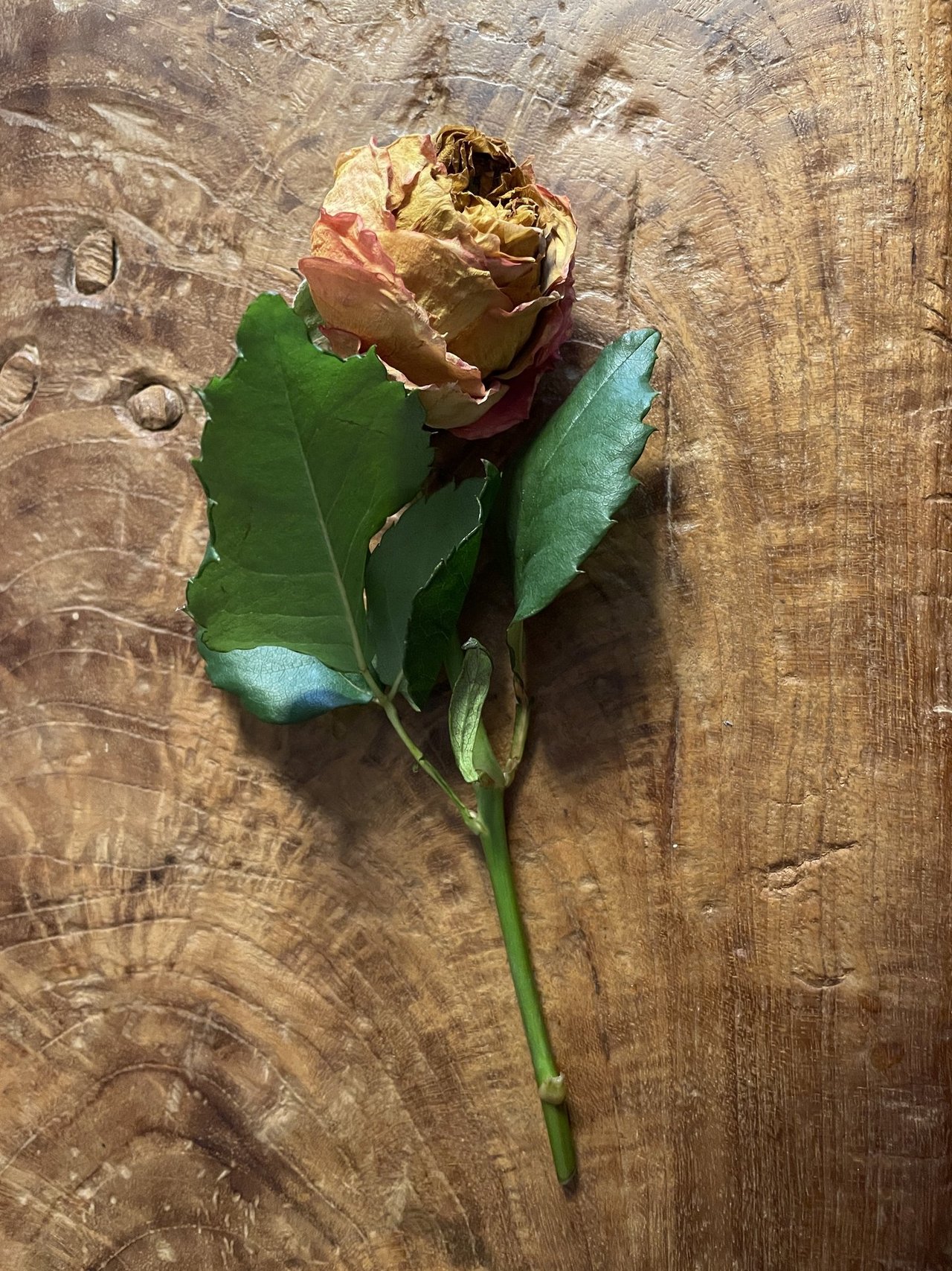 1本のバラ。花びらは乾燥して色あせており、葉にはツヤがある。